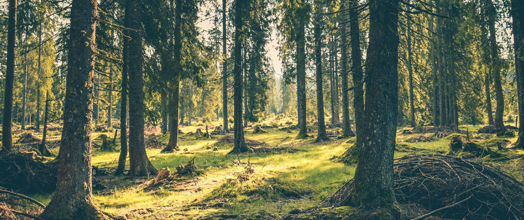 For Healthy Forests. There’s a solution that may surprise you.